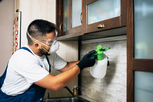 Best Mosquito Control Services  in Sullivan City, TX