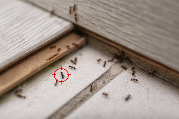 Best Local Pest Control Services  in Sullivan City, TX