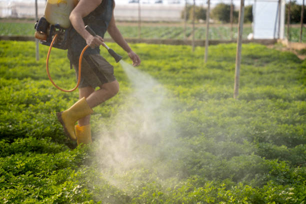 Best Best Pest Control Companies  in Sullivan City, TX