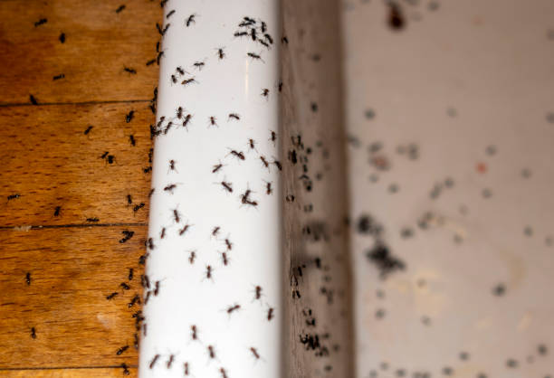 Best Cockroach Control Services  in Sullivan City, TX