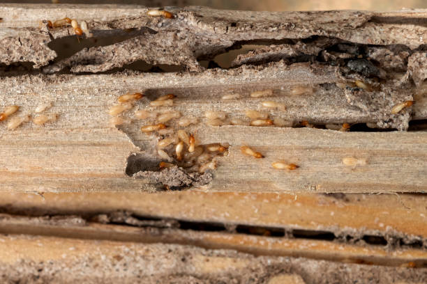 Best Emergency Pest Control  in Sullivan City, TX